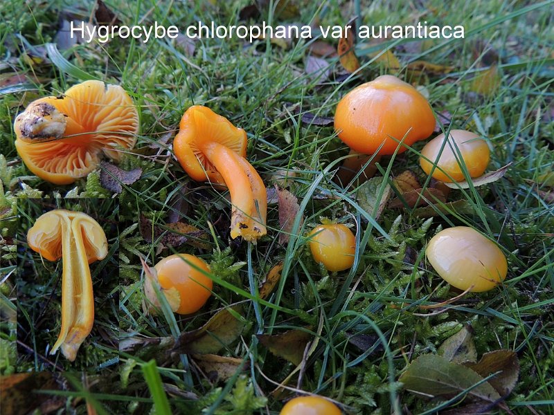 Hygrocybe chlorophana var.aurantiaca-amf2021.jpg - Hygrocybe chlorophana var.aurantiaca ; Nom français: Hygrophore jaune verdâtre var. orange